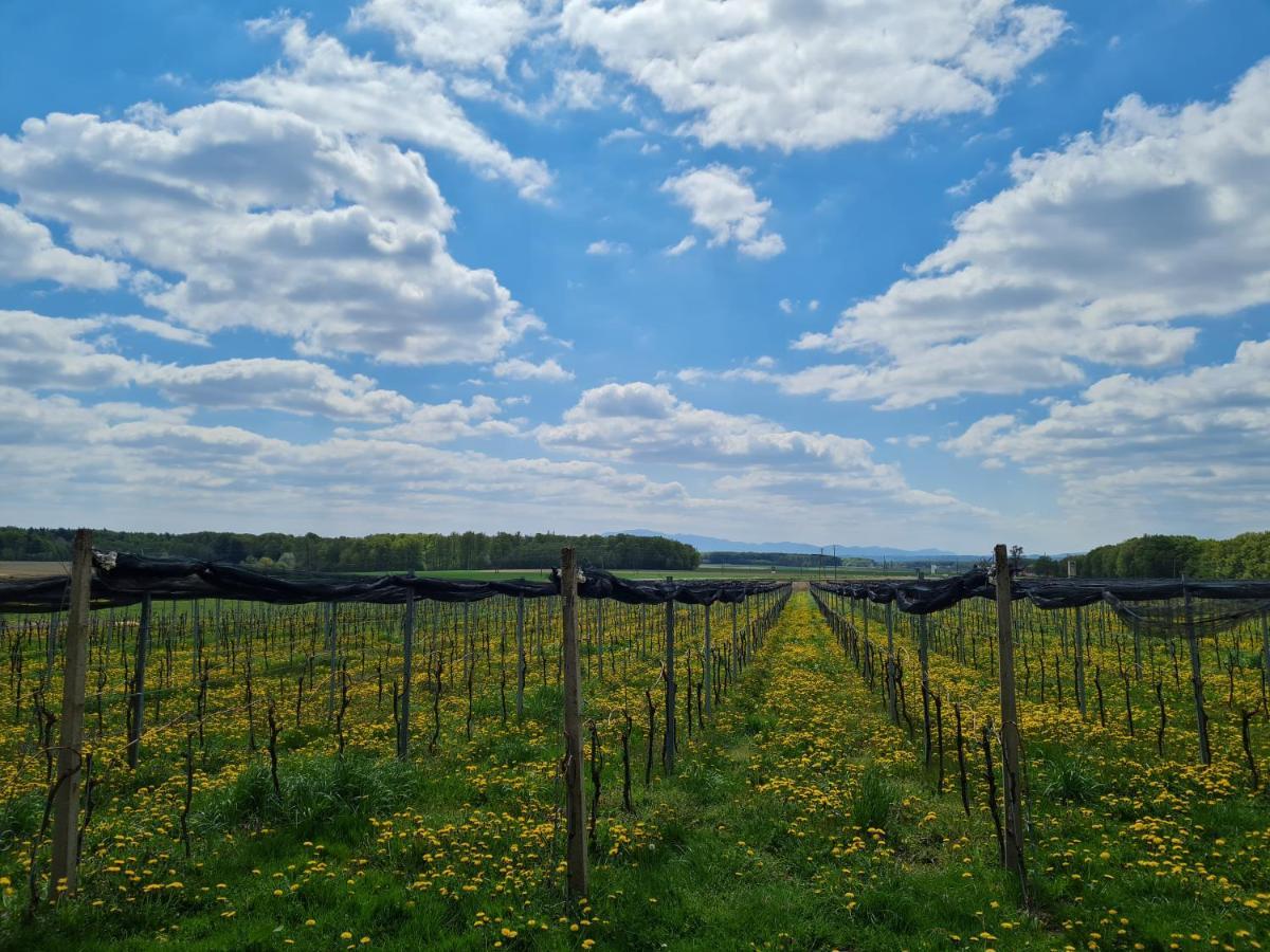 Wine Paradise Glavinic Miklavz pri Ormozu Экстерьер фото